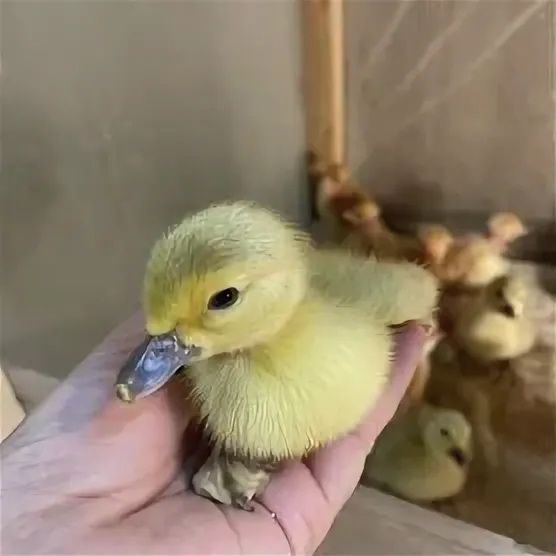 Утята мускусной утки