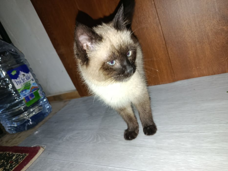 СИАМ зотли мушук сотилади...Ўғил бола..Соғлом Иштахаси зўр.