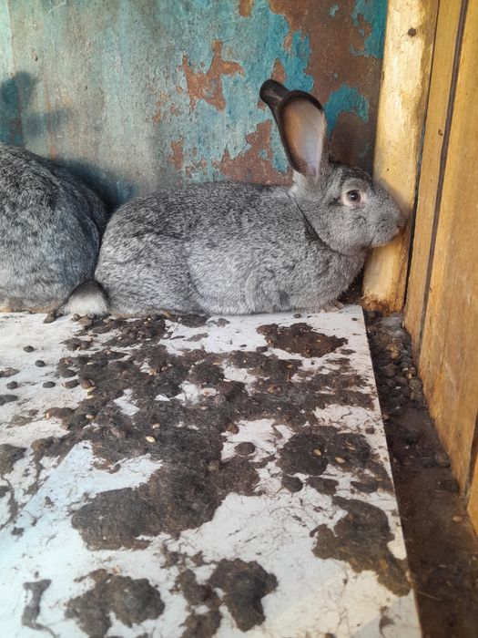Продам кролик продаю