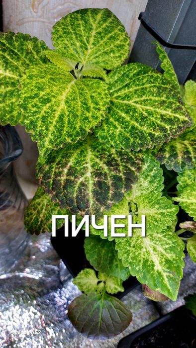 КОЛЕУСЫ. Листай карусель