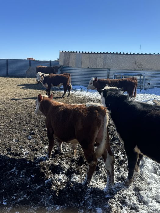 7 быков молодые племенные