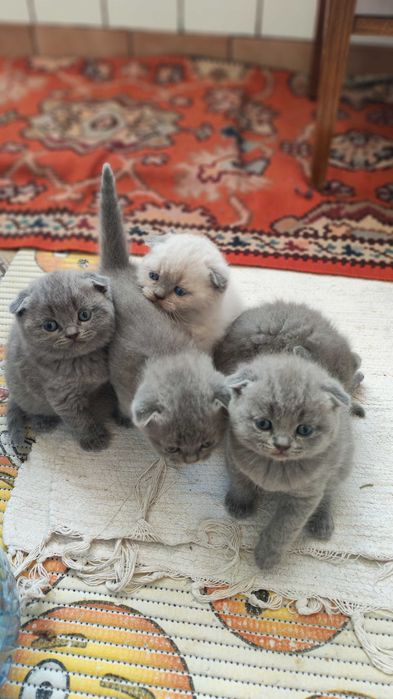 Шотландски клепоухи