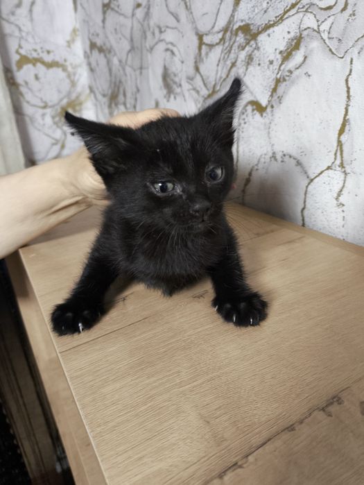 Отдам котенка(мальчик)