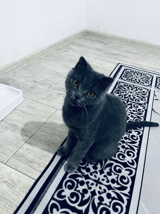 Кошка британская