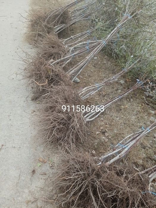 атиргул ва штаповийлар гулам бор