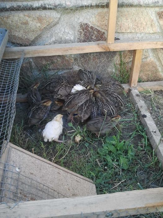 Пъдпъдъци мъжки и стари женски
