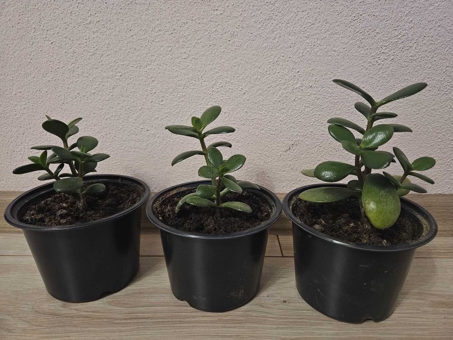 Цвете Дървото на живота