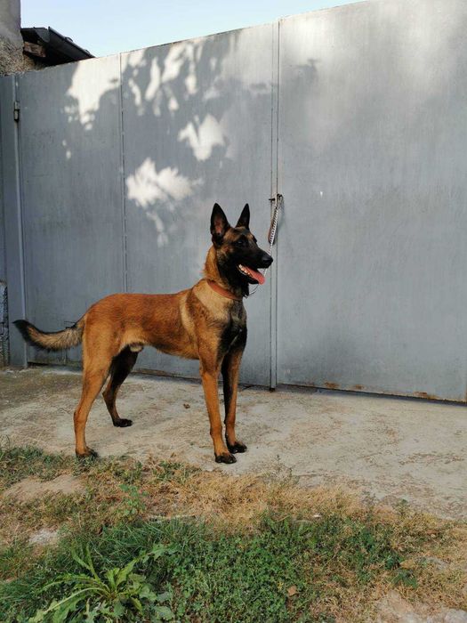 Продавам белгийски овчарки/малиноа