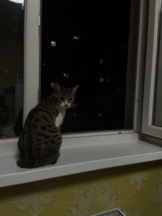 Отдам кота в добрые руки