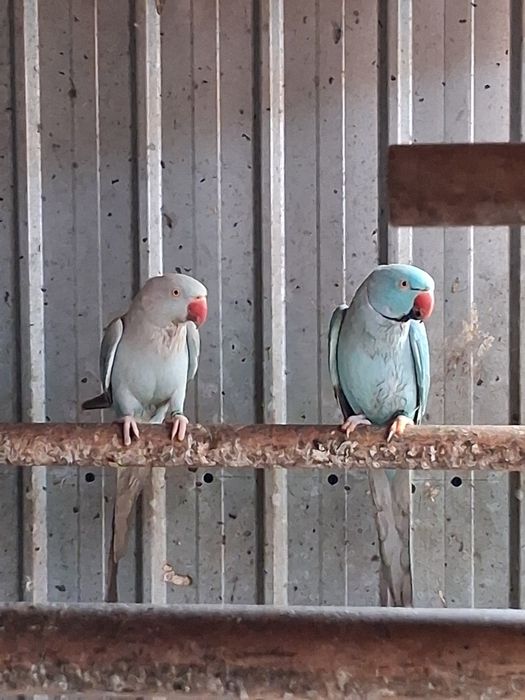 Papagali micul alexandru