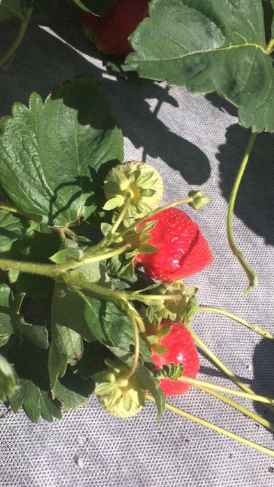 Продам рассаду клубники садовой