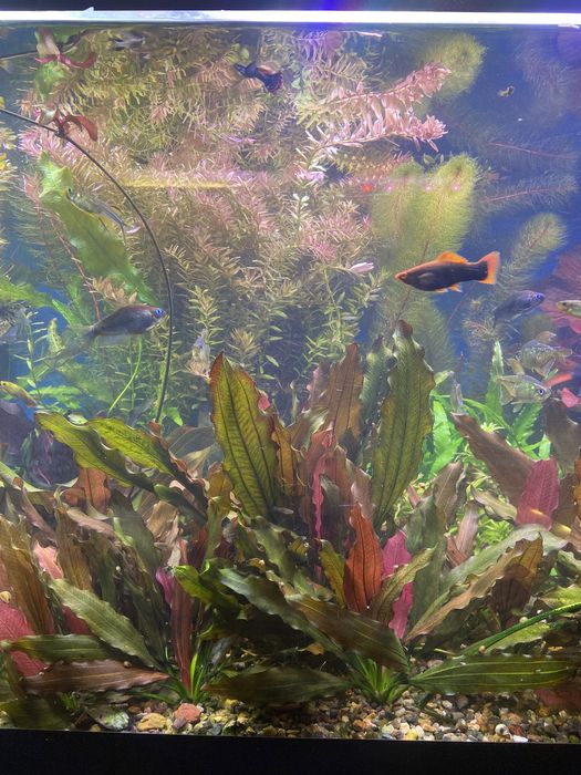 Продам аквариумные растения