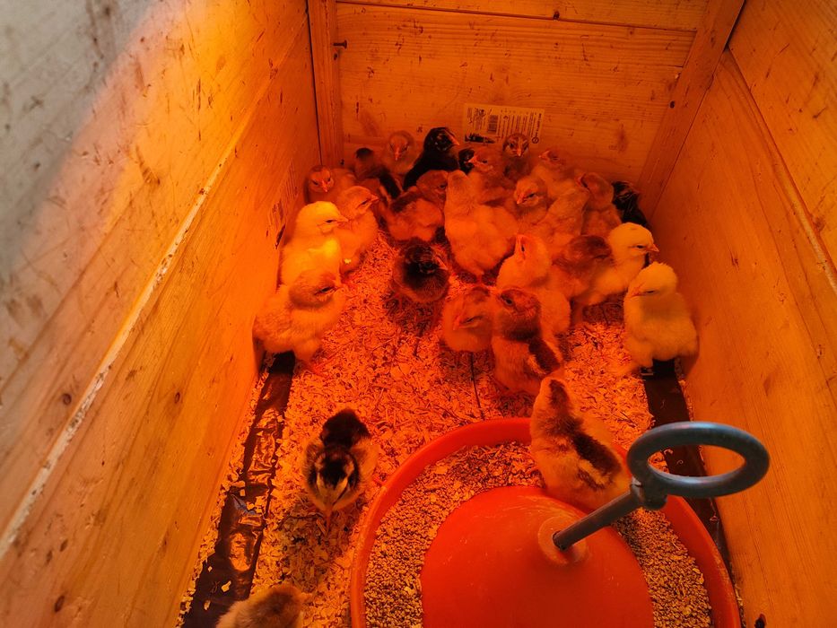 Wyandotte Splash pui (alb-rosu) 10 buc