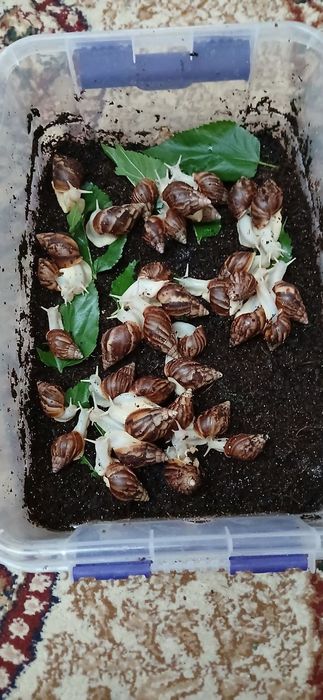 Ulitkalar sotiladi, yuz parvarishi uchun foydali