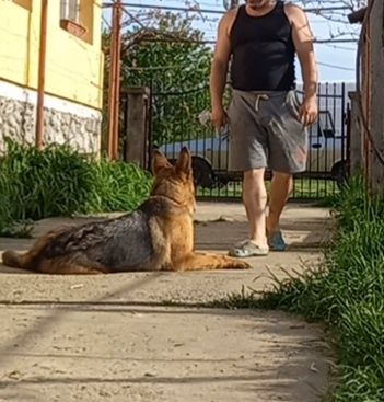 Dresaj canin de calitate si PENSIUNE CANINA