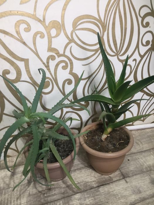 Продам Столетники недорого