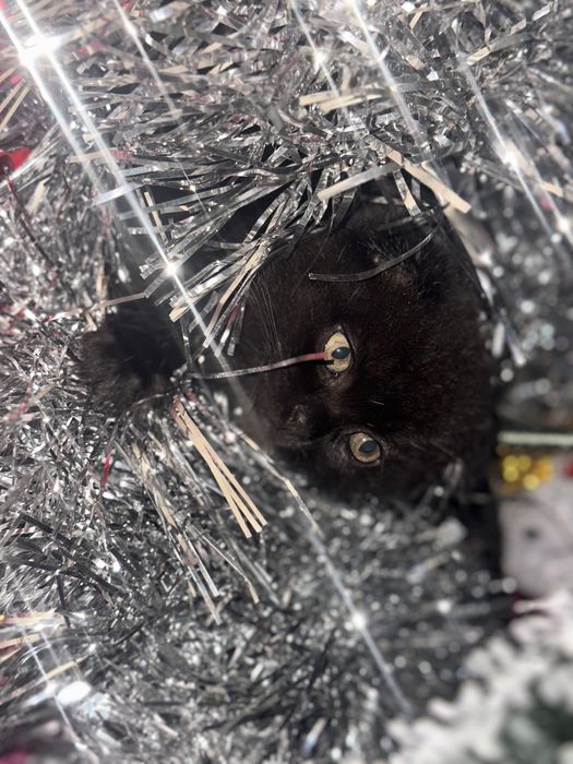 Вислоухая кошечка