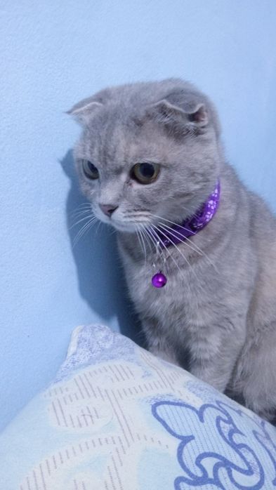 Веслаухая шотландец