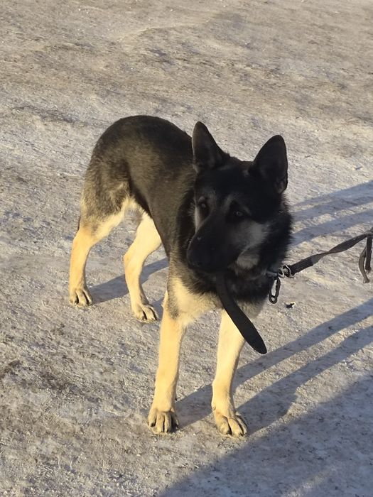 Вязка ВЕО 3 года