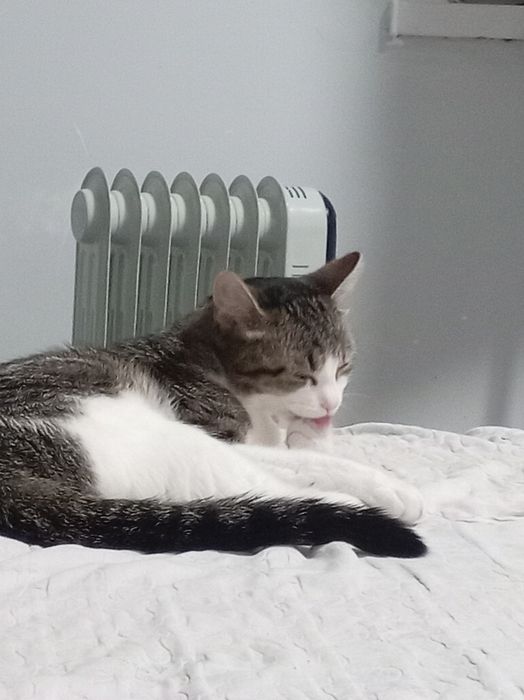 отдам кошку срочно