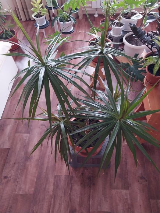 Драцена взрослая.