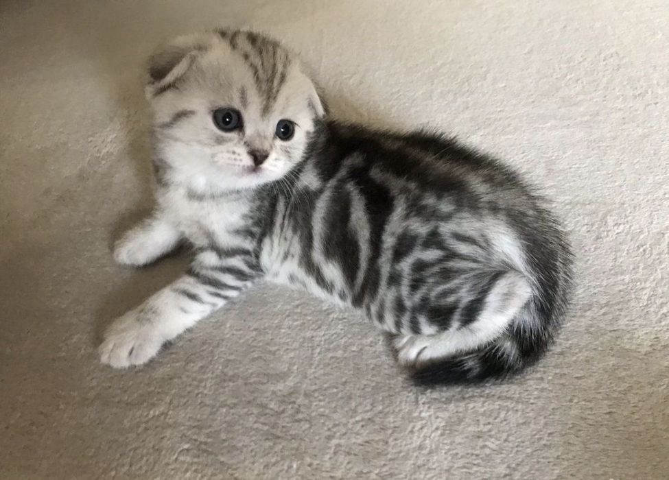 Вислоухие Шотландские котята