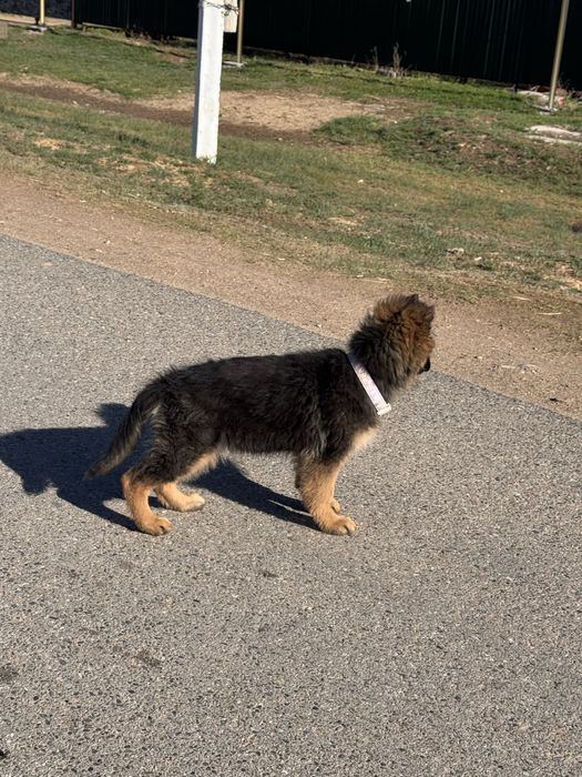 Немецкая овчарка