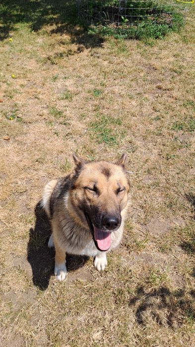 Donez catelusa 2 ani ciobanesc german