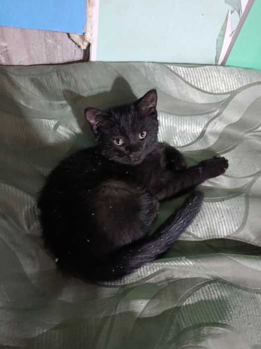 Отдам котят шустрый