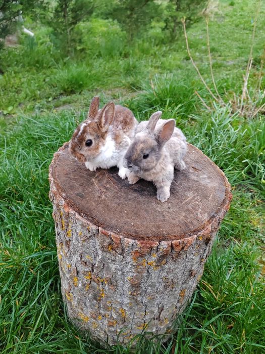 Vând iepurași Rex pitic din părinți tatuați rasă pură