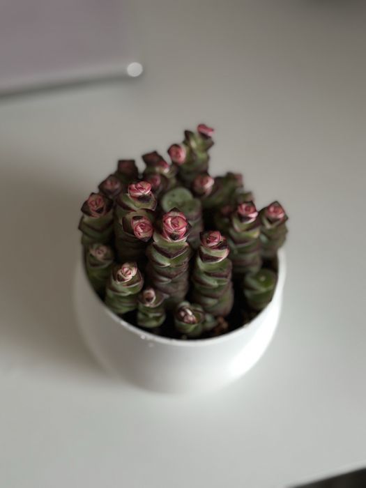 Крассула rupestris (Crassula rupestris)