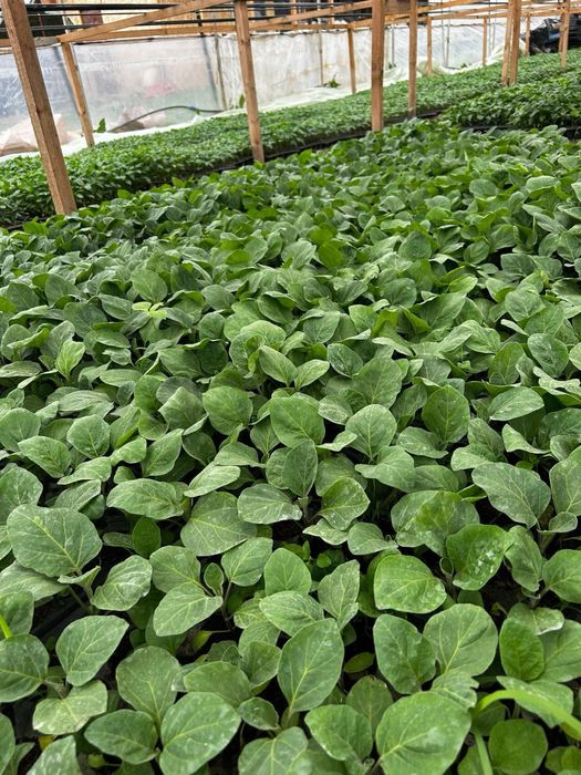 Vand Rasad legume samanta originala