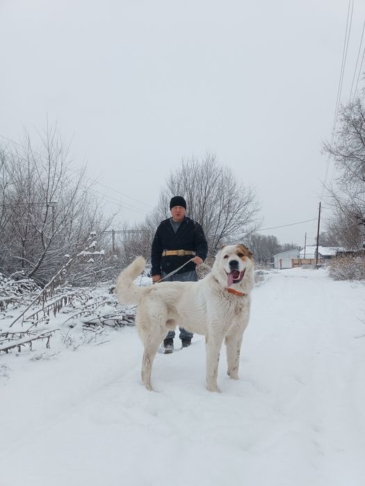 Төбет 3 жасар  САО