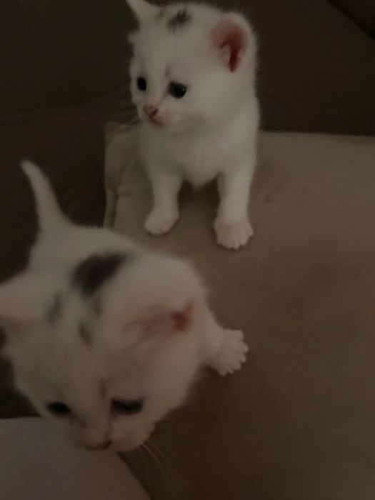 Белые котята сибирской кошки