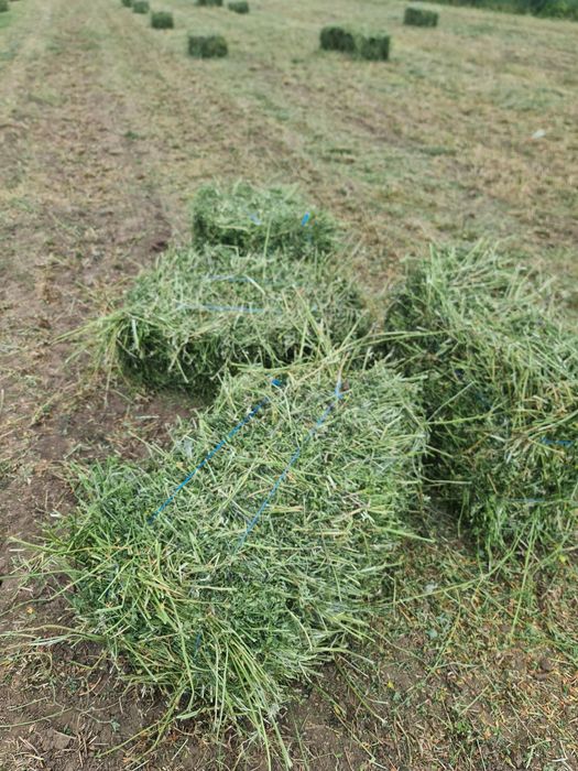 Vând baloti de Lucernă fân productie 2025 trasport la domiciliu