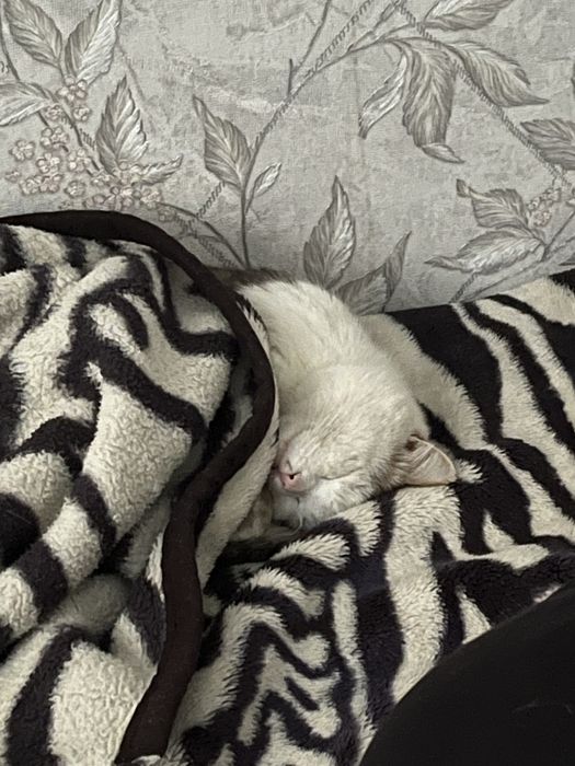 Отдадим котика в добрые руки