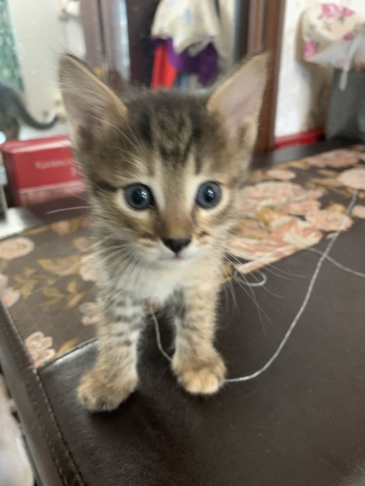 Котята симпатичные