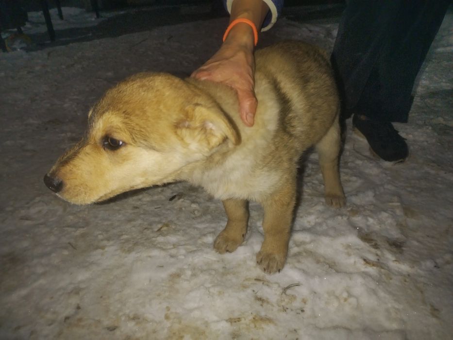 Отдам щенка в добрые руки