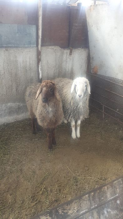 Қой сатылыды семіз тоқты