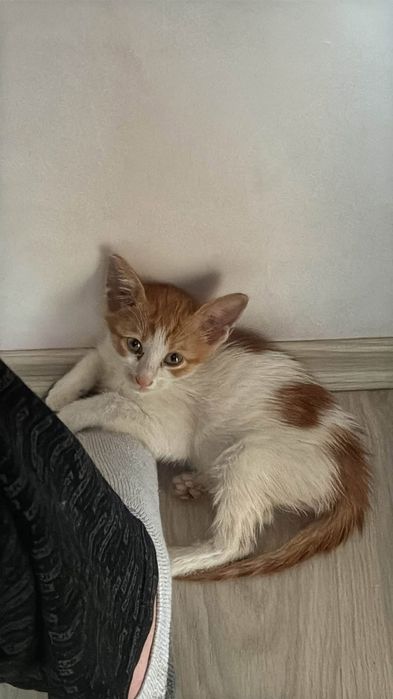 Motanel in varsta de 2 luni pentru adoptie