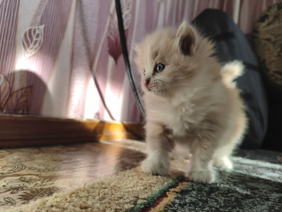 Котенок в хорошие руки