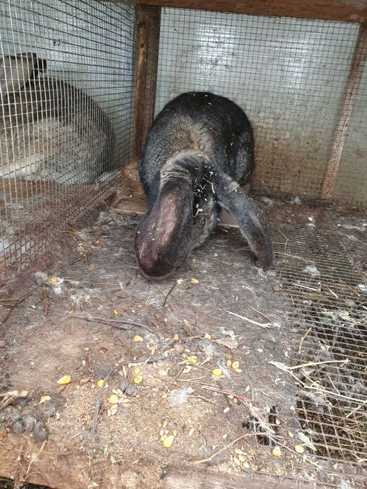 Iepuroi berbec german gri fier