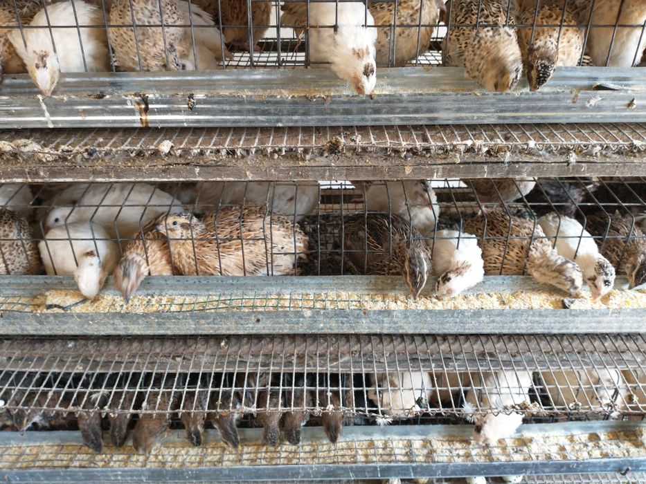 Vând prepelite și oua prepelita