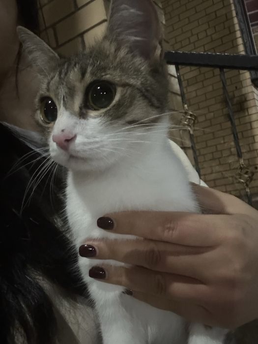 Котенок девочка.