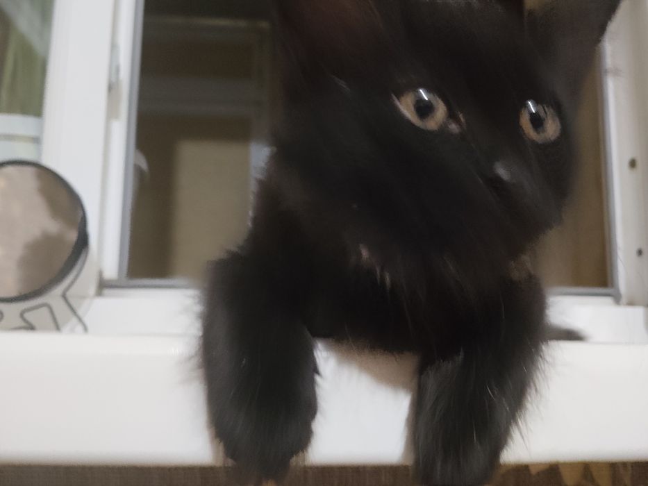 Котенок, девочка