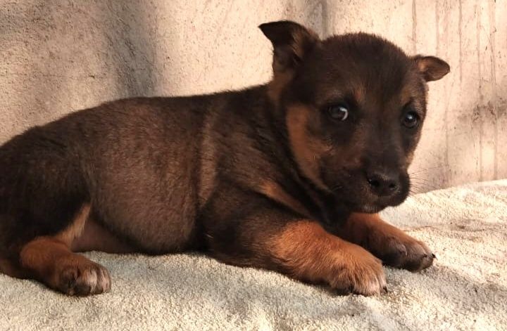 Ищем дома для щенят