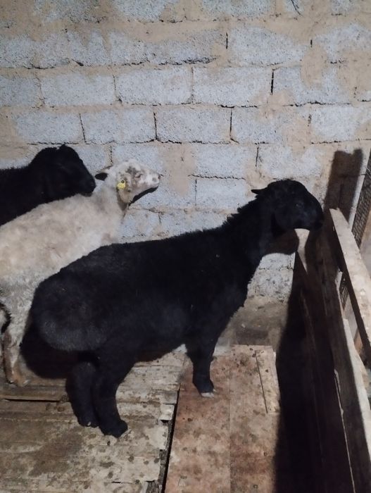 Қой қошқар қошқар