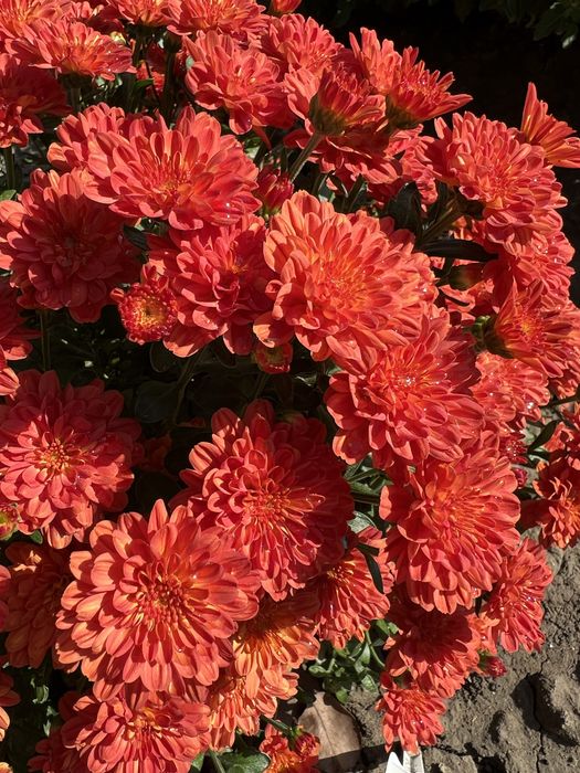 Цветы Хризантема мультифлора