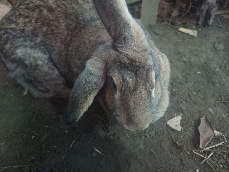 Iepuroaica de vânzare