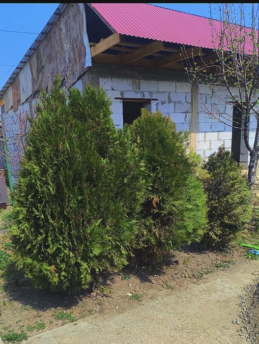 Туя дерево Алматы